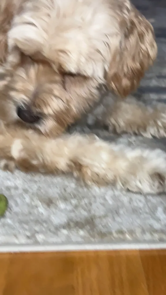 1779063876101 d1hjtx IMG 2377
