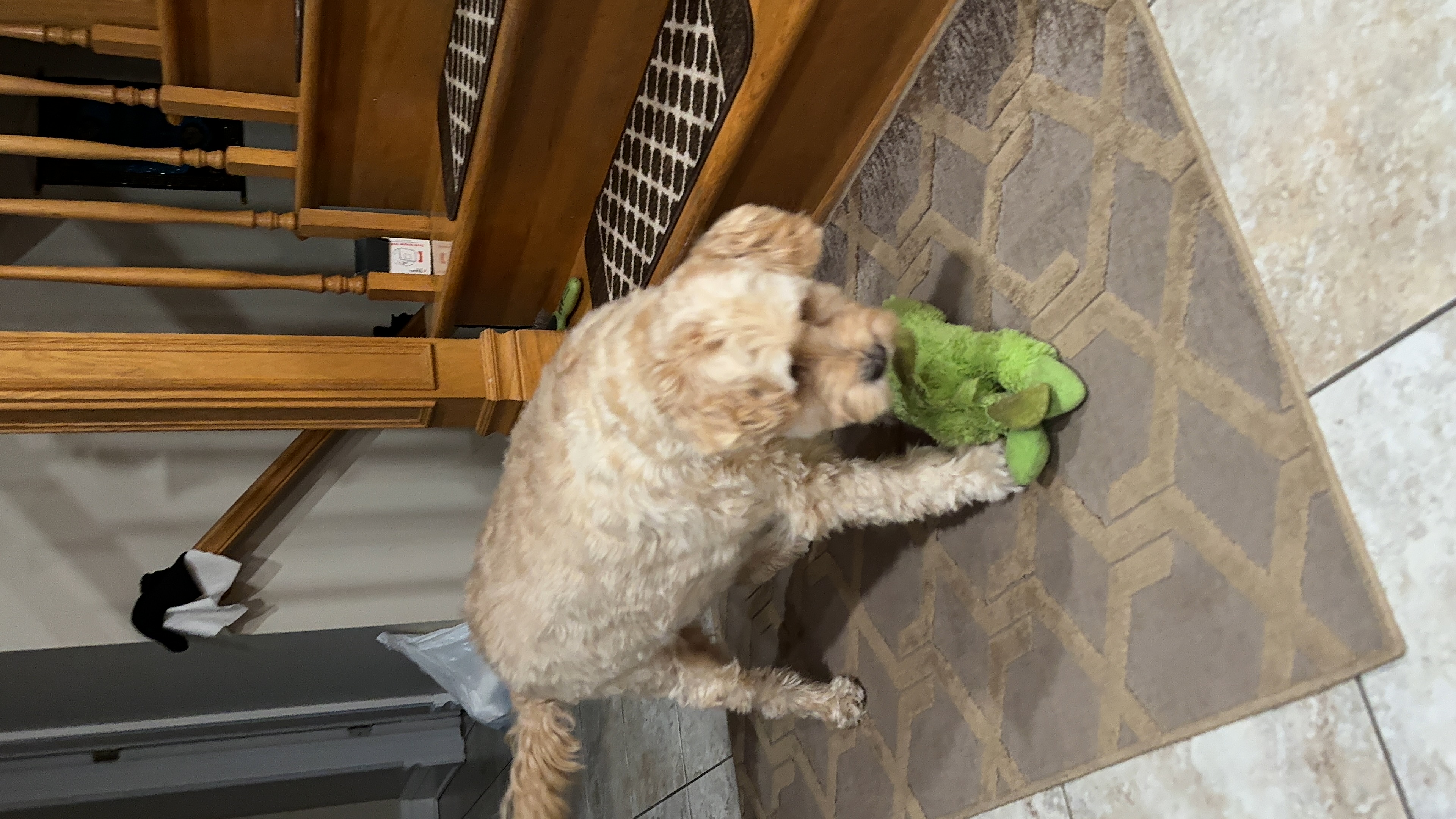 1779063893462 ysgd4x IMG 1834