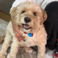 Oxy's face, ready for a boop