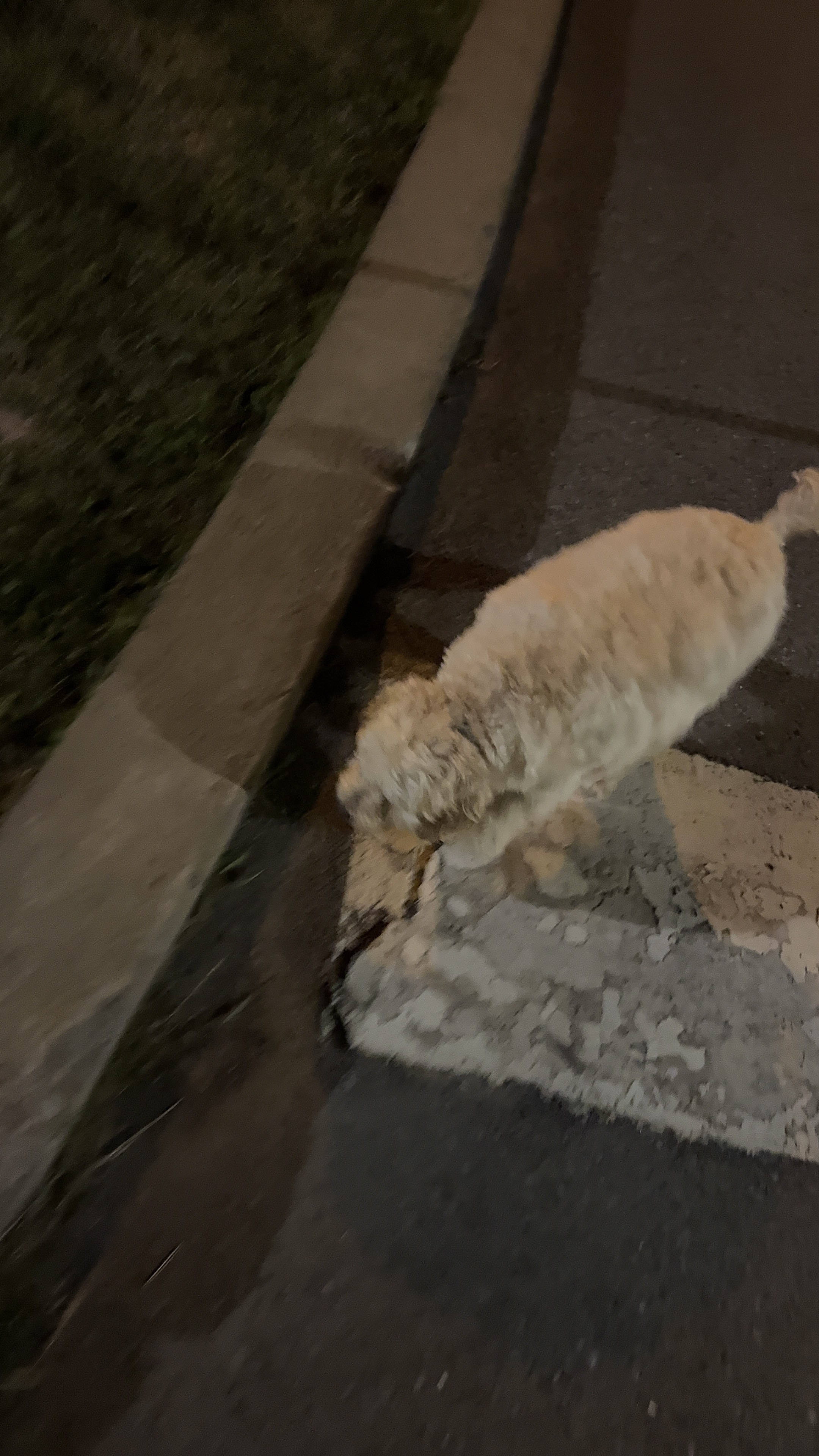 1779063987167 52votg IMG 4616 1 