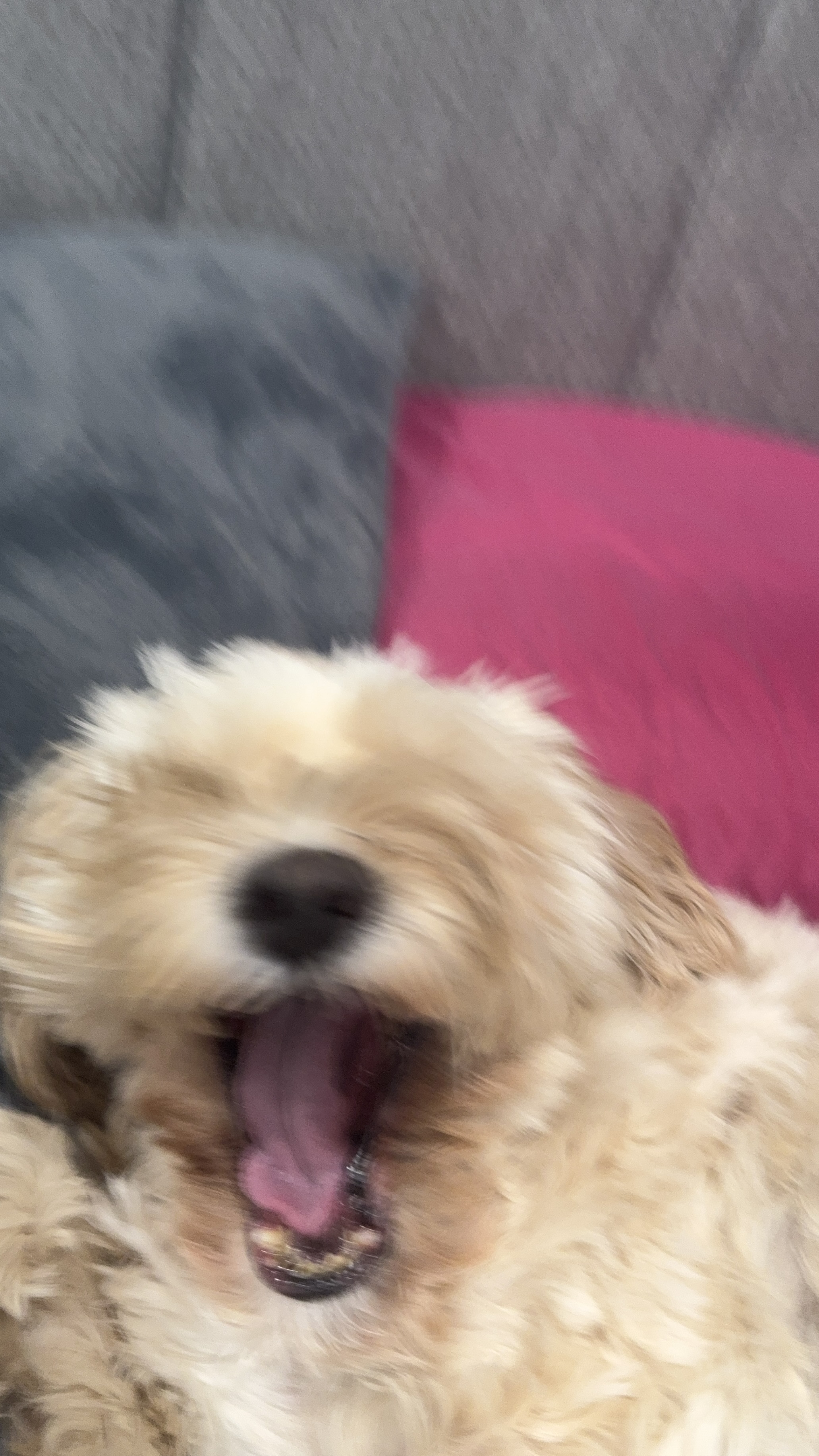 1779063999822 dohljz IMG 3099 1 