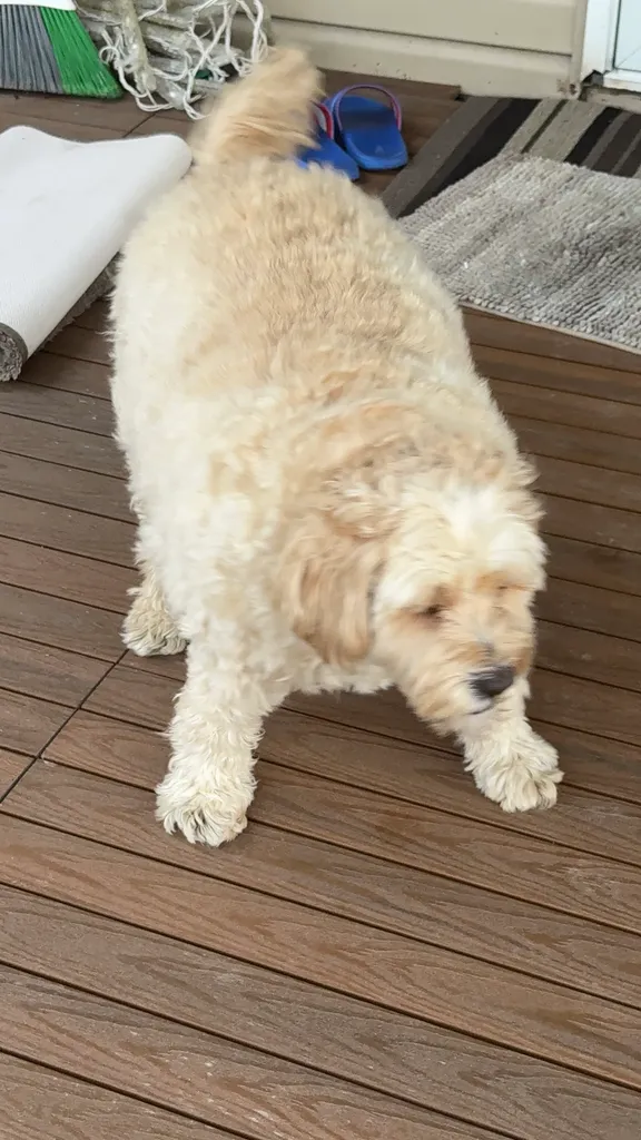 1779064011733 caydti IMG 0739 1 