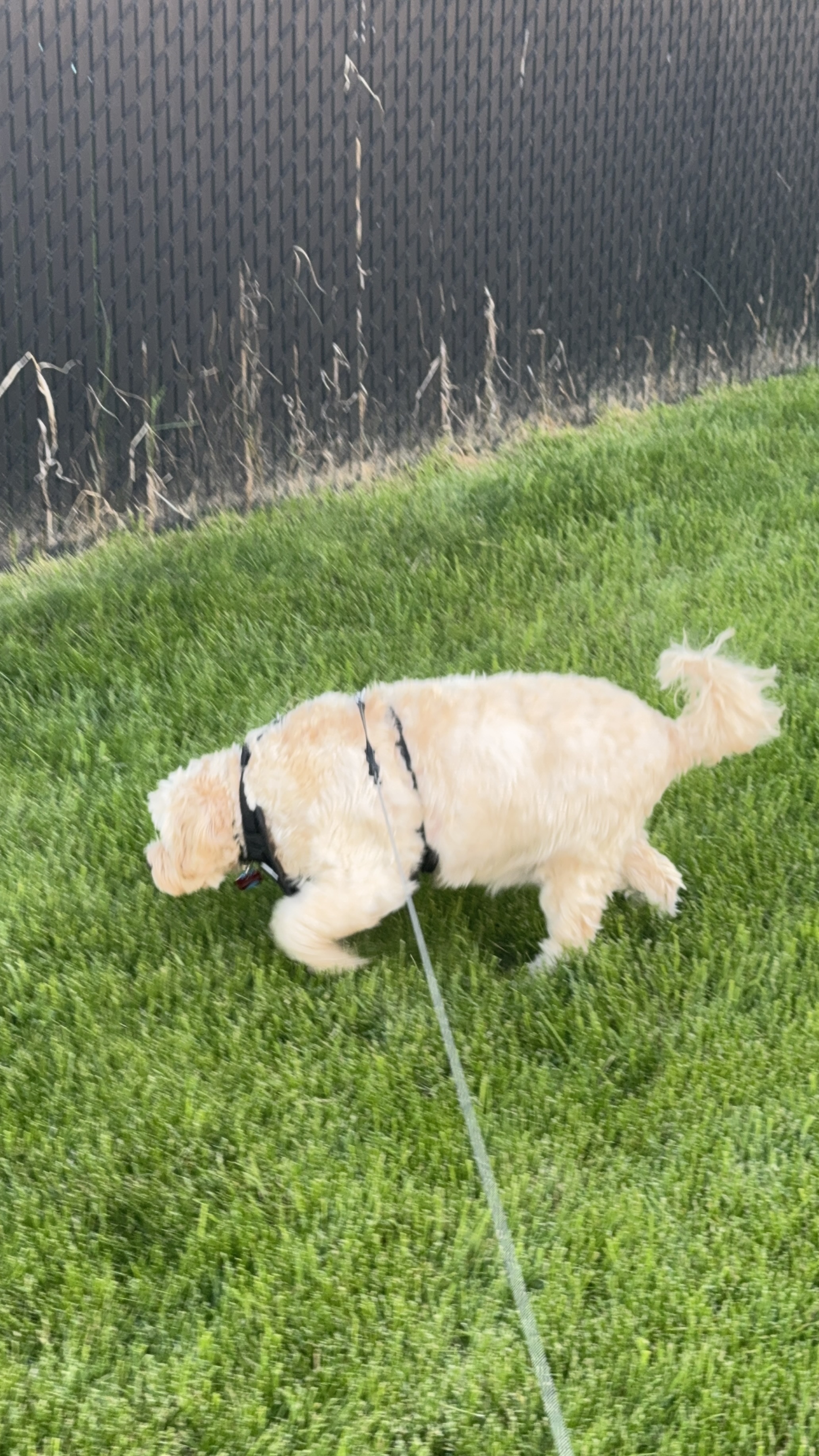 1779064015154 sv7dl8 IMG 2121