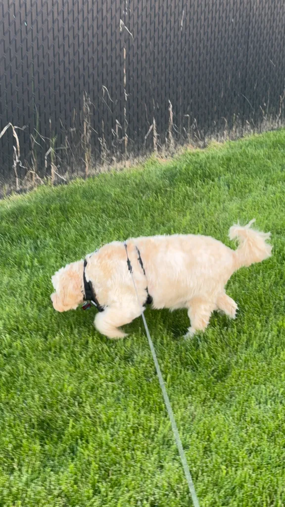 1779064015154 sv7dl8 IMG 2121