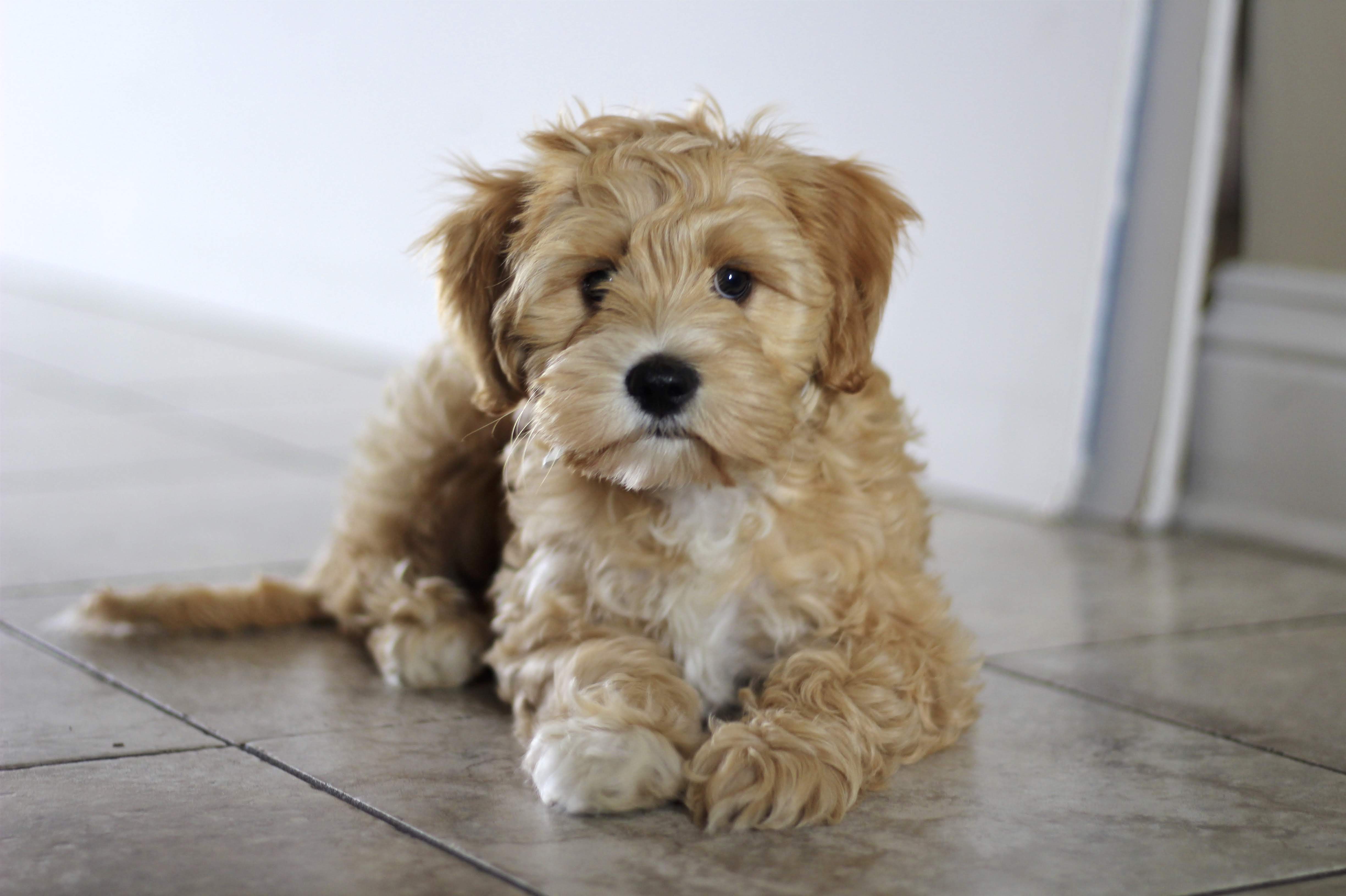His first professional shoot as a puppy!