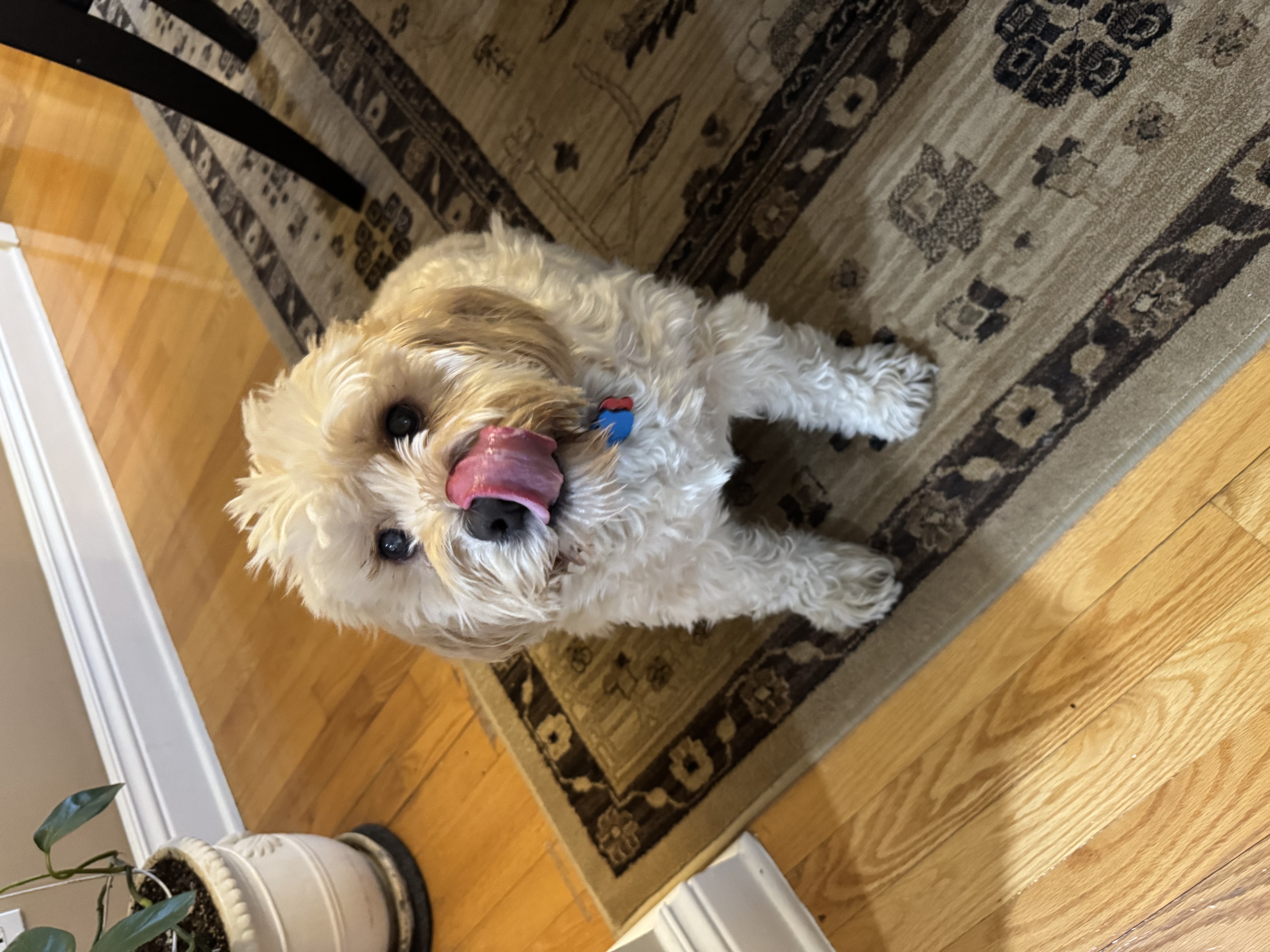 Oxy wants food!!